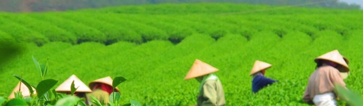 Olejek herbaciany – pochodzenie i właściwości