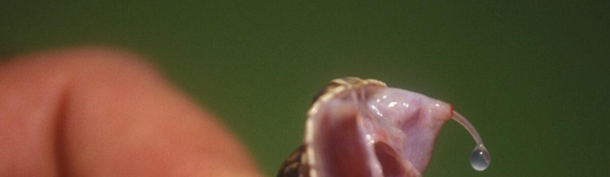 Jak pachnie maska z jadem węża?